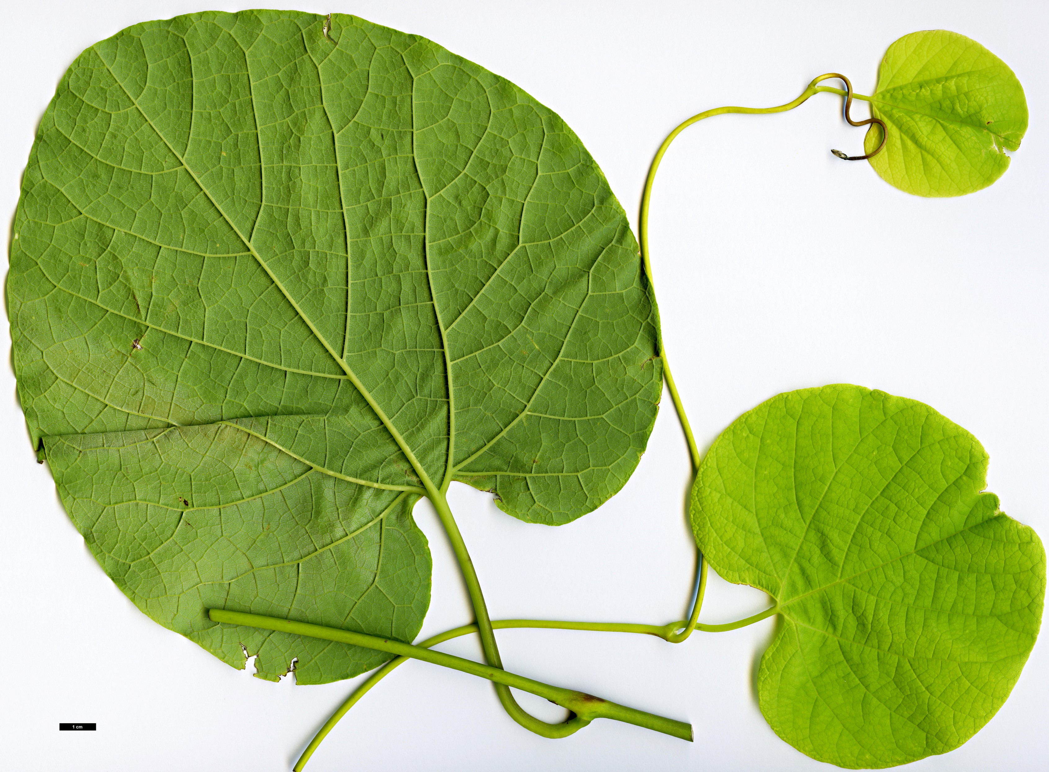 High resolution image: Family: Aristolochiaceae - Genus: Aristolochia - Taxon: manshuriensis